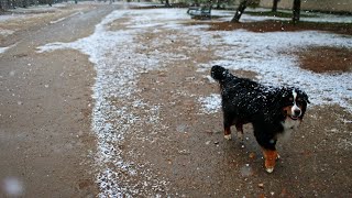 Bernese Mountain Dog Adoption Tips and Considerations [upl. by Anilehs441]