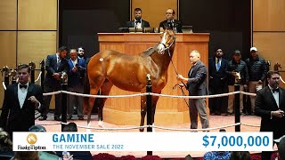 Gamine sells for 7000000 at The November Sale 2022 [upl. by Anirrak]