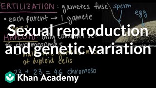 Sexual reproduction and genetic variation  Middle school biology  Khan Academy [upl. by Grochow]