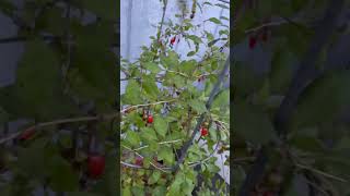 Goji Berry benefits shorts viralshorts garden growyourownfood [upl. by Anav]