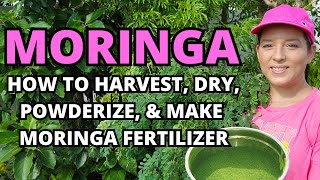 Moringa How To Harvest Dry Powderize amp Make Moringa Fertilizer garden plants homestead [upl. by Mellins]