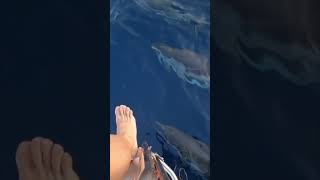 Dolphins Swimming Alongside a Boat Trip [upl. by Kowtko884]