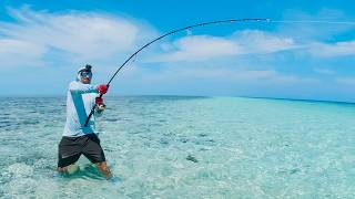 Great Barrier Reef Fishing In A Foot Of Water [upl. by Wheelwright]