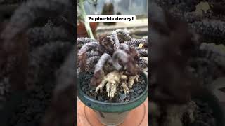 Euphorbia decaryi plants garden succulentflowers fy [upl. by Rawley]