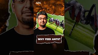 Why Indians feed ants [upl. by Iover24]