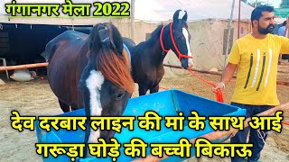 देव दरबार लाइन की मां के साथ आई गरूड़ा घोड़े की बच्ची बिकाऊ।। Ganganagar horse Mela 2022।। [upl. by Woodhouse411]