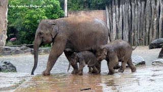 Dierenpark Amersfoort  First rain for elephant baby [upl. by Blaire]