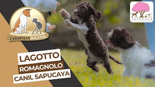 Lagotto Romagnolo  Cinofilia Digital [upl. by Linus464]