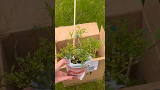 WOWCHER  AD  GIFTED  ROSE  CUTIE PIE ROSE  PLANT  GARDENING  GARDEN PLANT  PINK [upl. by Ylehsa]