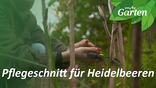 So schneidest du Heidelbeeren für eine reiche Ernte  MDR Garten [upl. by Sophia]