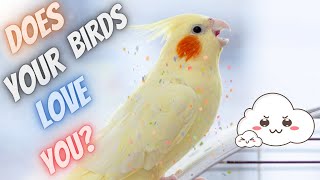 7 Ways to Make Your Bird Love You [upl. by Georg]