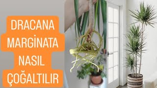 ✅DRACAENA MARGİNATA ÇELİKTEN ÇOĞALTMA✅ dracaena MARGİNATAM [upl. by Sybille]