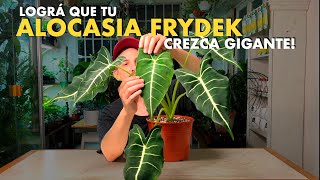 💣 Todos los secretos para tener una Alocasia Frydek GIGANTE 🌱 [upl. by Airam]