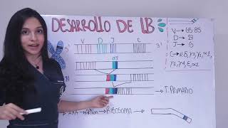 DESARROLLO DE LINFOCITOS B RECOMBINACIÓN VDJ [upl. by Sadick]