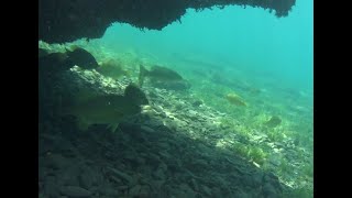 Snorkeling Skaneateles Lake [upl. by Aihtnic]