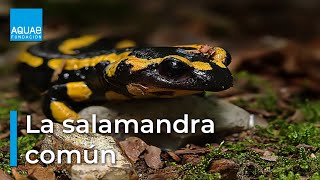 La SALAMANDRA COMÚN vistosa pero VENENOSA  ANFIBIO [upl. by Onaicilef]