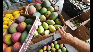 SEARCHING FOR FLORIDAS BEST MANGO [upl. by Fiel304]