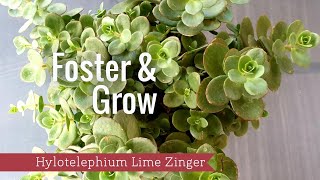 Foster amp Grow  Hylotelephium Sedum Lime Zinger [upl. by Lertsek]