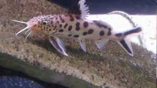 Synodontis multipunctatus  The Notorious Cuckoo Catfish [upl. by Alage]