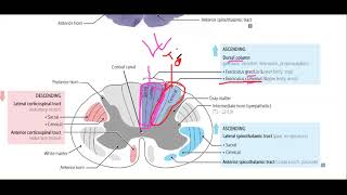 LEC 5 Sensory system  neurophysiology  BRS and FA 2020  Dr Shadab Kamal [upl. by Ahterod]