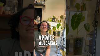 Update Alocasias de sustrato a pon 100 recomendado plantitashouse plantasdecasa alocasia [upl. by Greenstein]