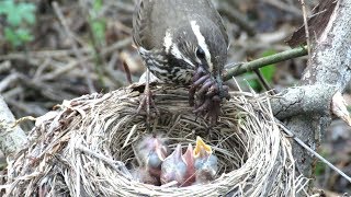 Дрозд белобровик кормит птенцов Redwing bird feed chicks [upl. by Moia278]