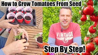 How to Grow Tomatoes at Home From Seeds [upl. by Eiboh]