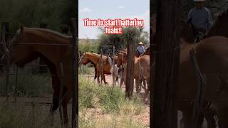 Haltering foals horseranch horse arizona painteddesertranch cowboys aqha [upl. by Ahael765]