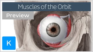 Muscles of the orbit overview preview  Human Anatomy  Kenhub [upl. by Cadmann422]