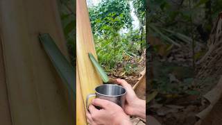 Solo girl Survival Water from banana tree survival outdoors [upl. by Jacie]