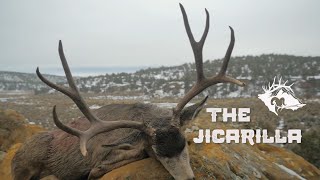 Jicarilla Mule Deer [upl. by Indys]