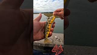 Most vibrant puffer outdoors fishing fish beautiful trending [upl. by Doran]