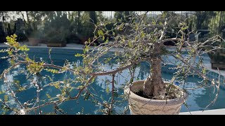 Operculicarya decaryi Bonsai Full of Seeds 🌳  Episode 18 [upl. by Seuqirdor519]