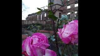 Rufford Park Poachers  folk song 🎶💙 [upl. by Maupin]