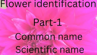 flower identification40 🌼 their common name scientific name and family shorts fyp knowledge [upl. by Tavia320]