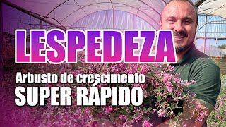 Lespedeza tudo sobre cultivo  Arbusto de crescimento SUPER rápido [upl. by Walton]