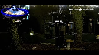 LIVE  Nightly Bird Baths Chimes amp Random Wildlife nature asmr night [upl. by Ariaz42]