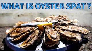 Where Oysters Come From and What is Oyster Spat [upl. by Chor741]