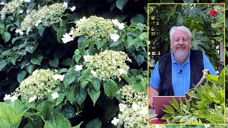 HORTENSIAS GRIMPANTS DE SPECTACULAIRES COUVREMUR POUR JARDIN OMBRAGÉ Le Quotidien du Jardin N°219 [upl. by Kciregor213]