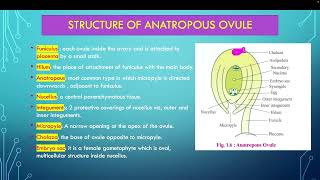 Structure of anantropous ovule [upl. by Riancho428]