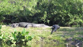 15ft Giant Alligator Spotted In Florida [upl. by Wordoow]