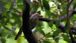 Lineated Barbet at Singapore Botanic Gardens OCt 20 2024 [upl. by Hajidahk]