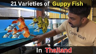 Guppy Fish Farm in Thailand Year 2024 [upl. by Genvieve346]