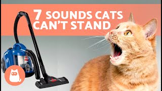 7 SOUNDS CATS HATE the Most🐱🔊❌ Noises Felines Cant Stand [upl. by Amatruda]