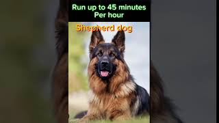 Worlds 3 top strongest dogs like and subscribe for part 2 [upl. by Nabila]