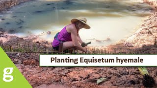 Planting Equisetum hyemale in Quebradillas Puerto Rico [upl. by Ayokal190]