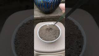 Diy plate planting succulents so beautiful shortvideo succulent houseplant indoorplants nature [upl. by Anitsirk505]