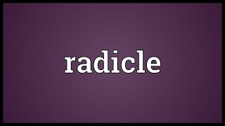 Radicle Meaning [upl. by Zerline]