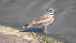 Killdeer A North American plover [upl. by Lewls]