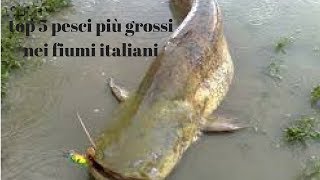 top 5 pesci grossi nei fiumi italiani [upl. by Ahsahs]